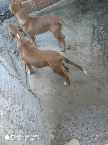 Cachorro Pitbull - Foto 3