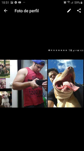 Filhote de pitbull puro