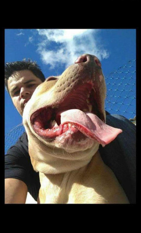 Filhote de pitbull puro - Foto 3