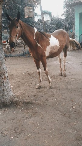 Vendo potra campolina pura 