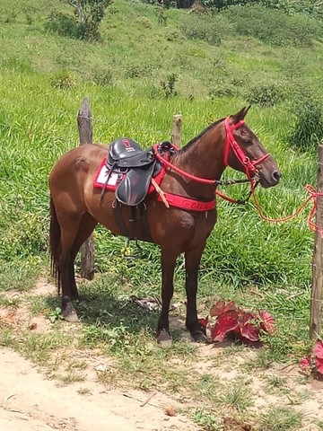 Vende-se egua preta de picado 