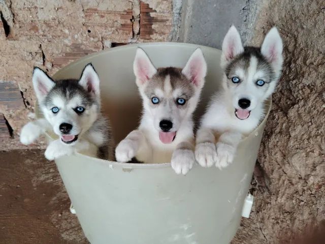 Vendo lindas filhotes de husky siberiano puras.  - Foto 6