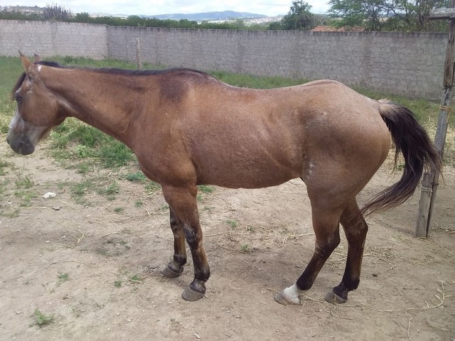 Cavalo maduro de direita.