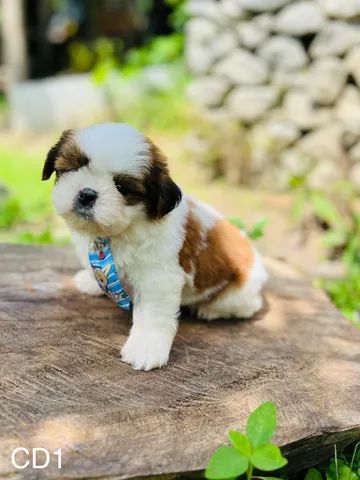 Shih Tzu micro europeu  - Foto 6