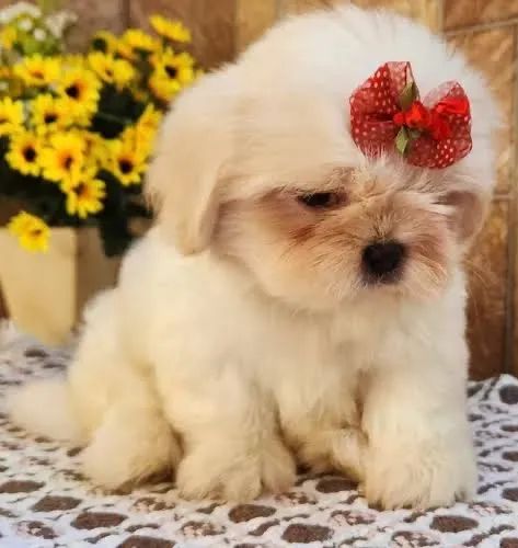 Filhotes de shih tzu fêmea toda branca!!! Branquinha 52 dias 