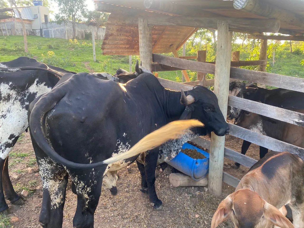 Vende se um BOI para vender hoje? - Foto 4