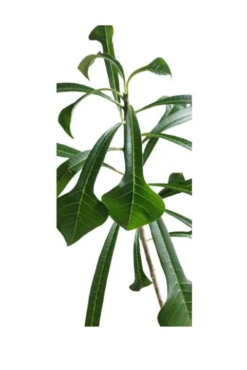 mudas de flor do caribe - Foto 3