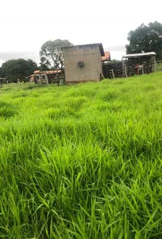 Fazenda 22 Alqueires, Dueré, Pecuária - Foto 2