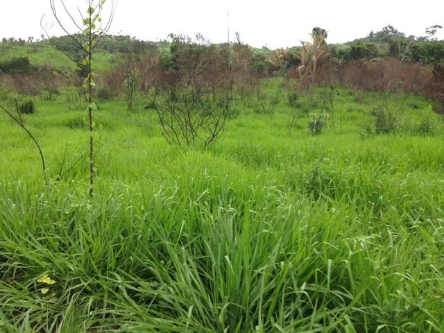 Fazenda à venda, 1 quarto, RODOVIA - NOVA MONTE VERDE/MT - Foto 5