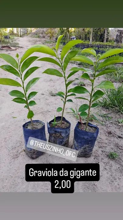 Mudas de fruteiras  - Foto 2