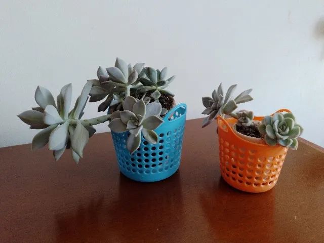 Cachepo plastico grande e pequeno - Foto 2