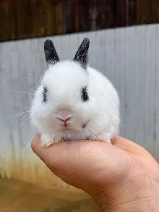 Coelhinho Mini  (netherland linhagem importada) - Foto 4
