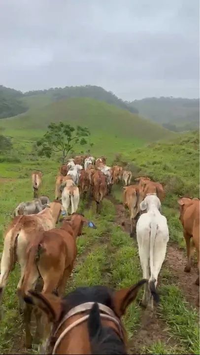 45 bezerras - R$ 340 a arroba - Foto 2