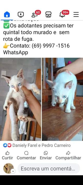 Gatinha branco para adoção