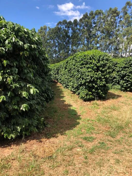 Fazenda de café em Franca São Paulo  - Foto 4