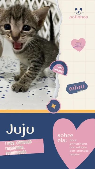 Gatinha Fofa Procurando um Lar
