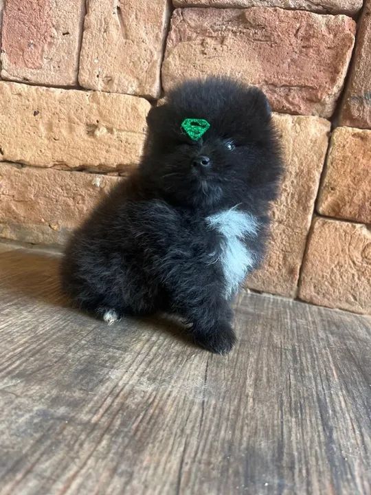 Spitz alemão preto 