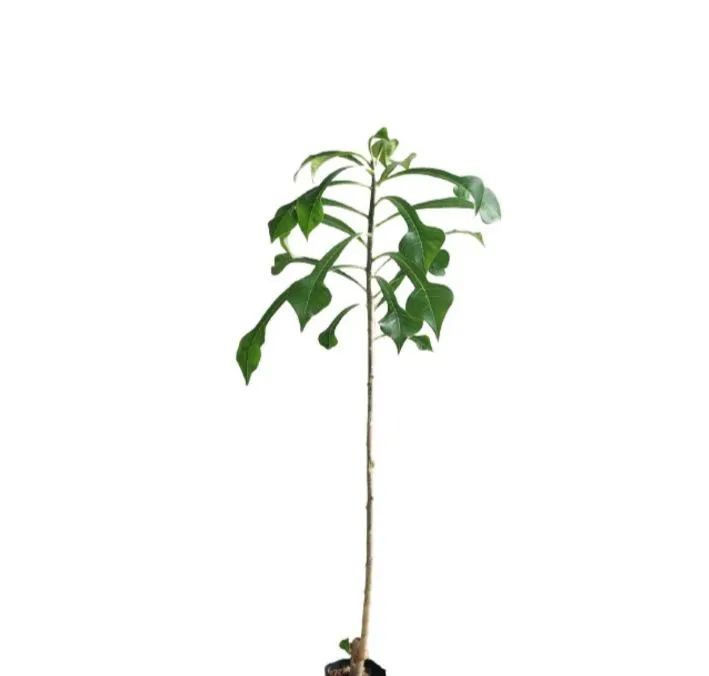 mudas de flor do caribe - Foto 2