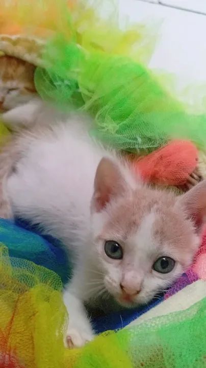 *PARA DOAÇÃO!?* - Foto 5