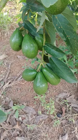 Mudas frutíferas enxertadas produzindo