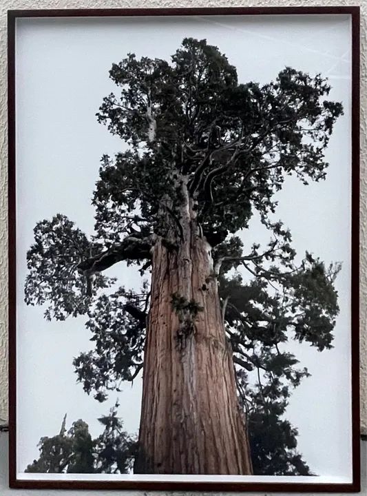 Quadro fotografico , nome : Entrelaçado . Sequoia.