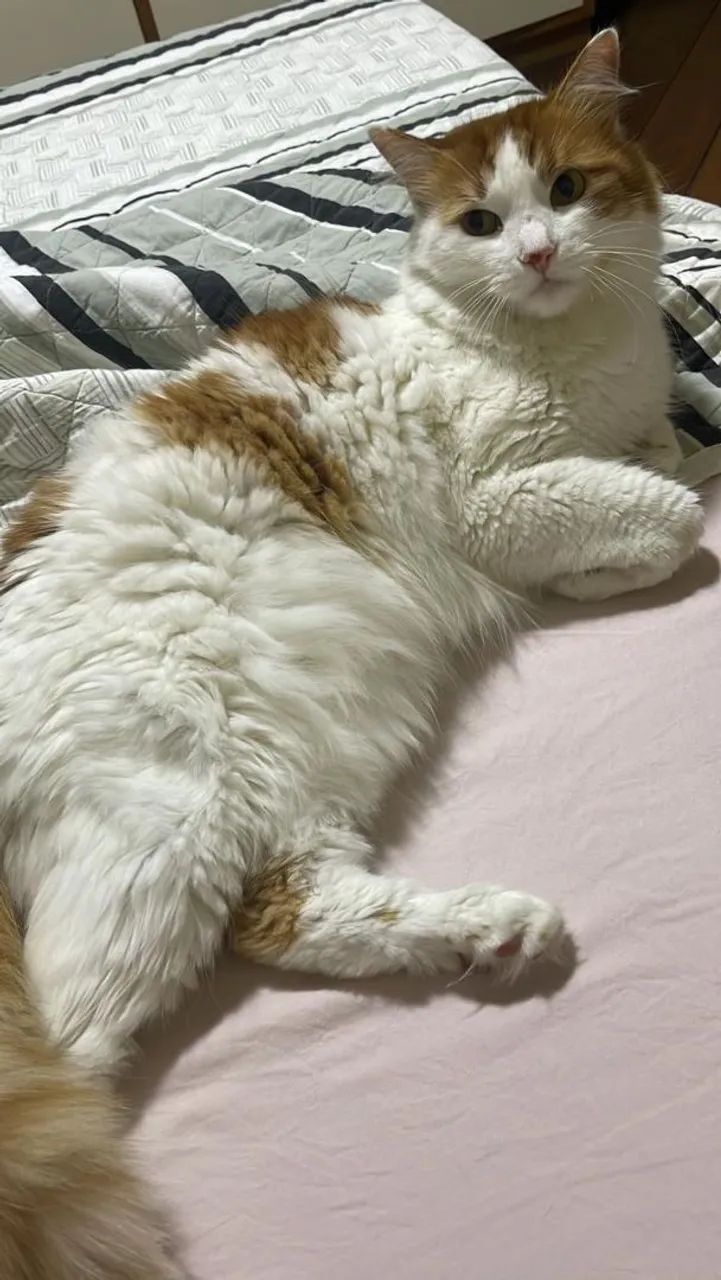 Gata dócil para adoção responsável - Foto 4