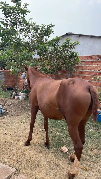 Vende - se éguas  - Foto 2