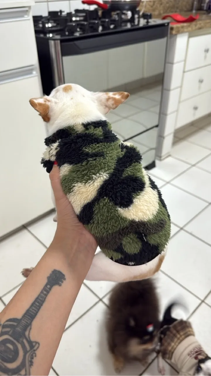 Chihuahua filhote