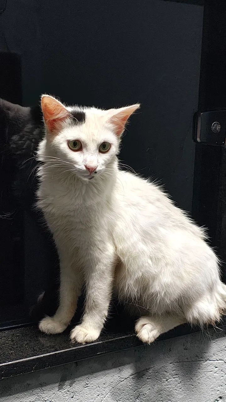 Gatinho branco para adoção - Foto 4