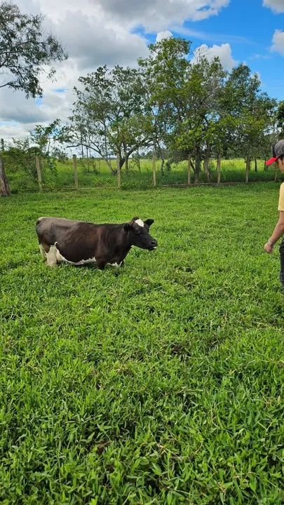 Mini vacas  / mini de verdade