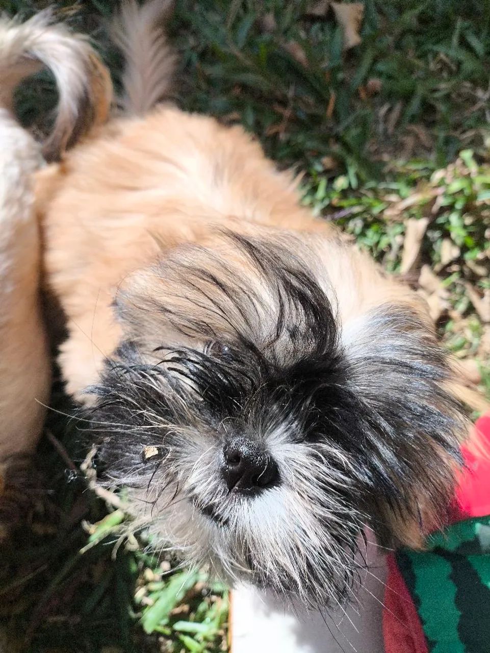 Filhote Shih Tzu Macho  - Foto 3