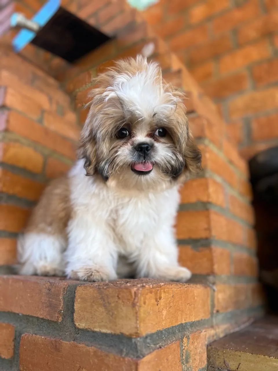 Filhote Shih Tzu fêmea 