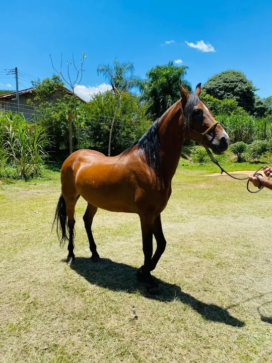 Cavalo Manga Larga