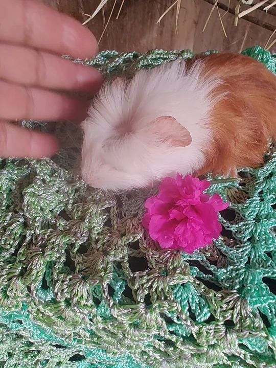 Lindosss porquinho da índia  - Foto 3