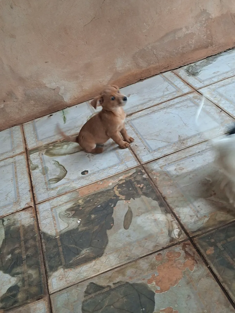 Filhote de cachorro adorável