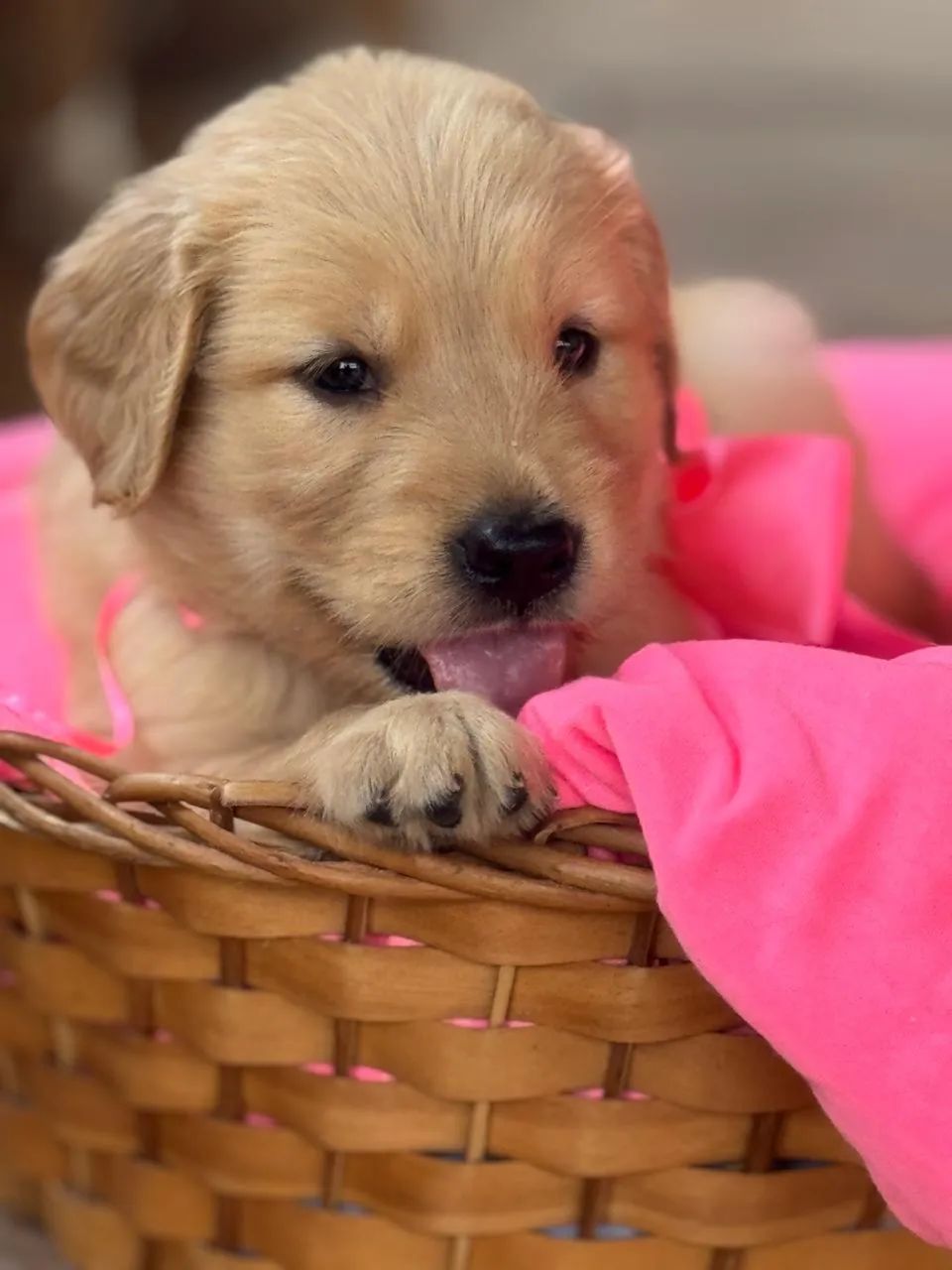 Filhotes de Golden Retriever - Foto 3