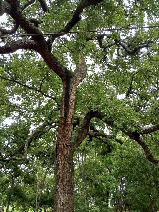Vendo Sítio na Gameleira! - Foto 3