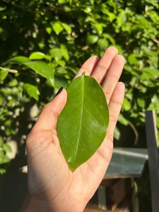 Ora-pro-nobis/ Pereskia aculeata - Foto 3