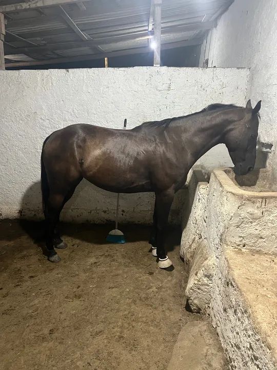 ÉGUA DE ESTEIRA  - Foto 5