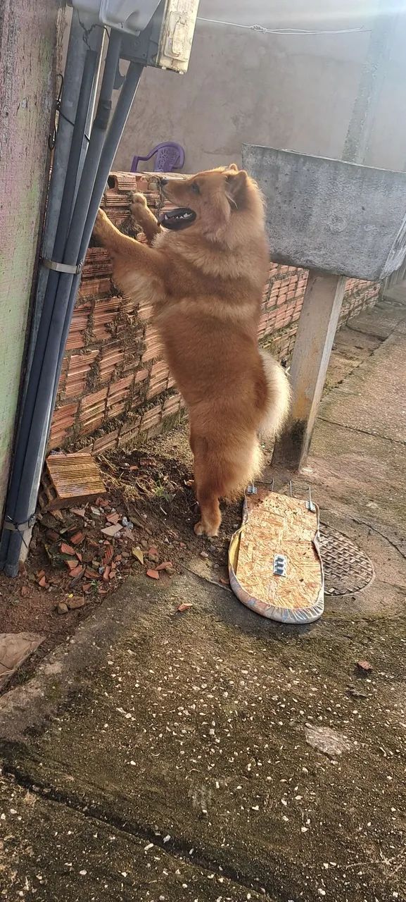 MEU NOME E SIMBA TENHO 2 ANOS, ESTOU PROCURANDO UMA NAMORADA. - Foto 3