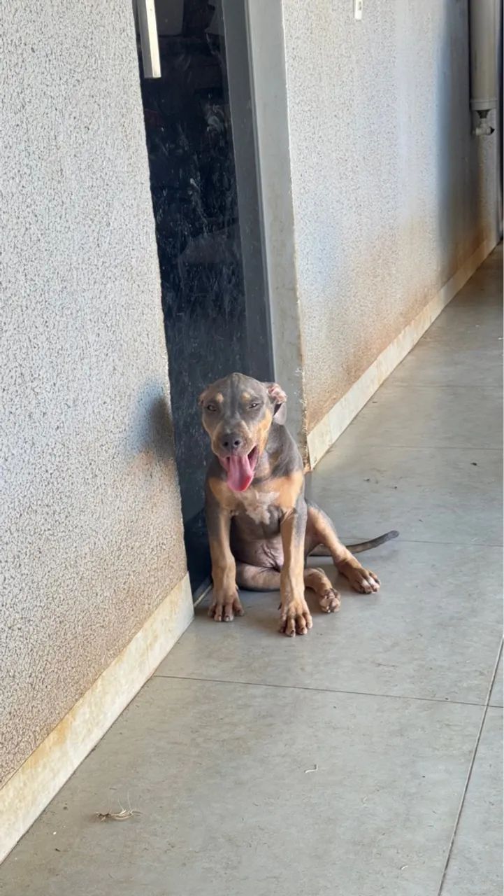 PitMonster Disponível  - Foto 4