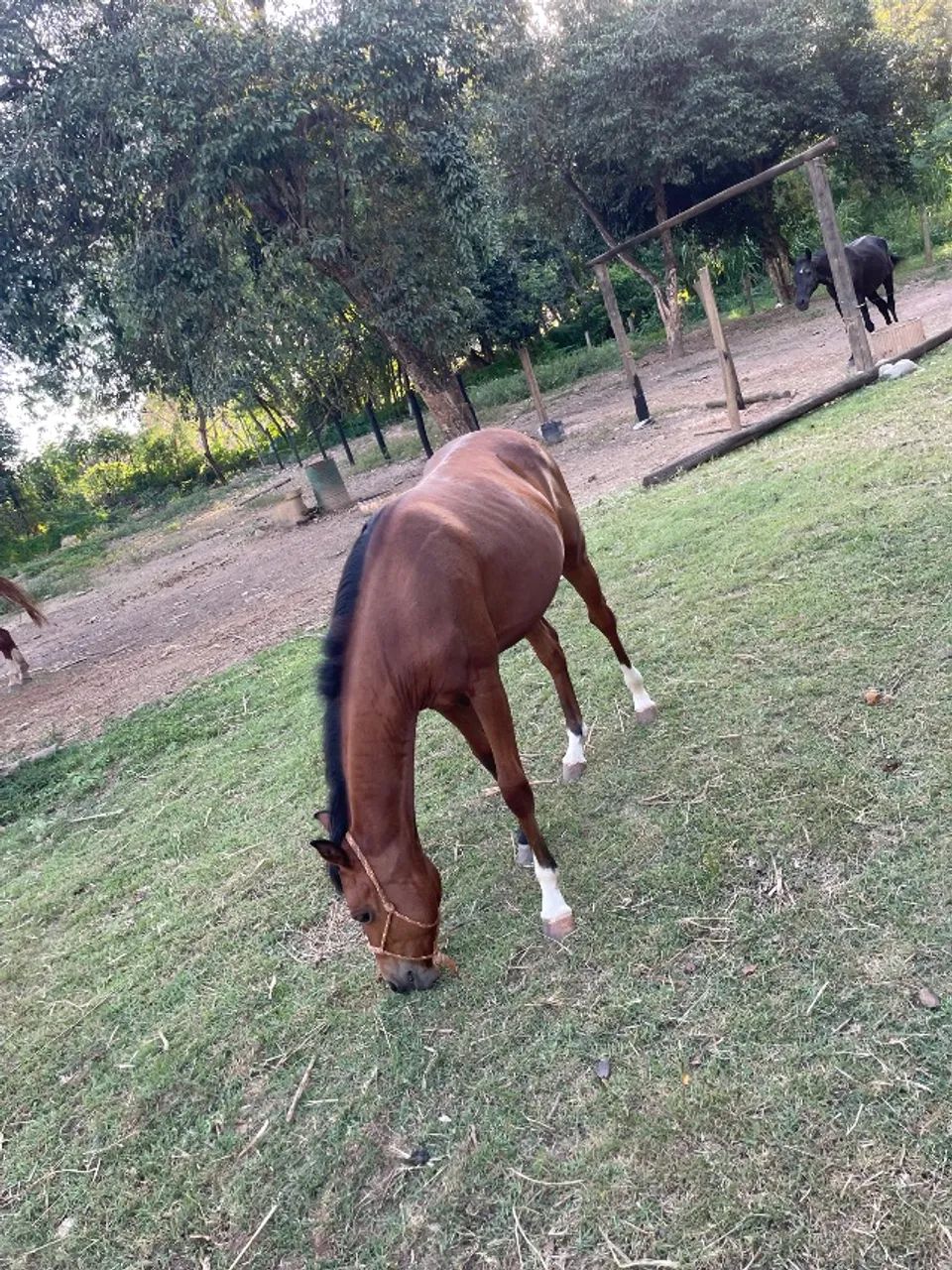 Potro quarto de milha  - Foto 4