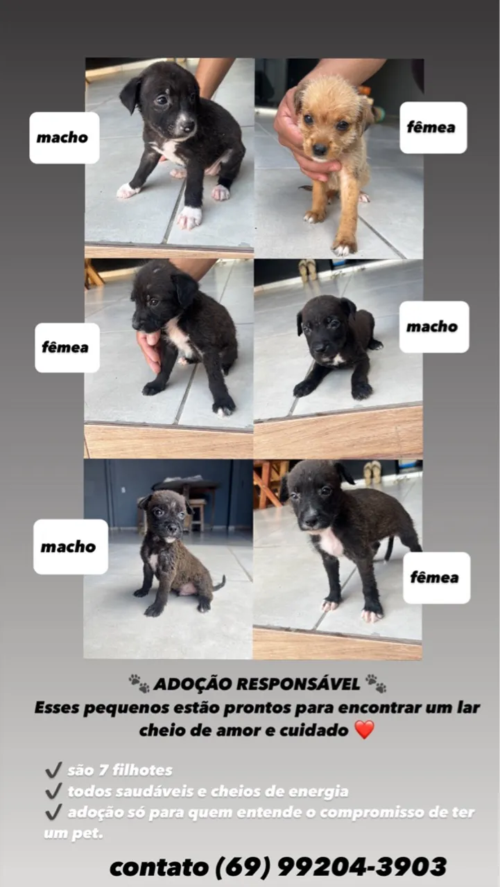 Filhotes para adoção responsável