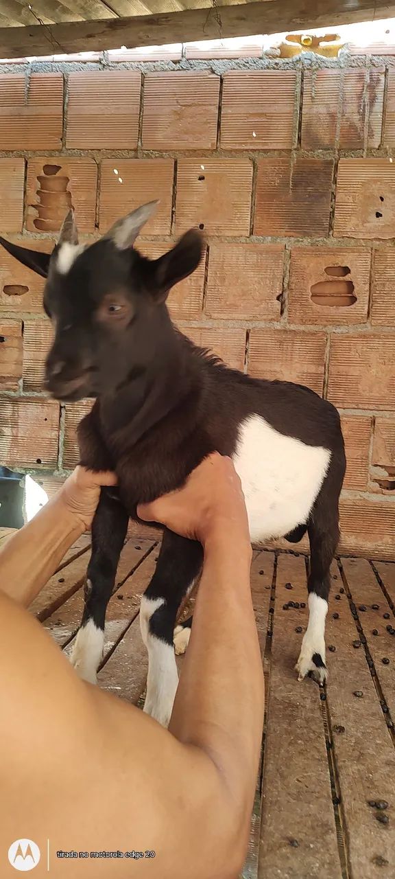 Mini cabrito macho - Foto 2