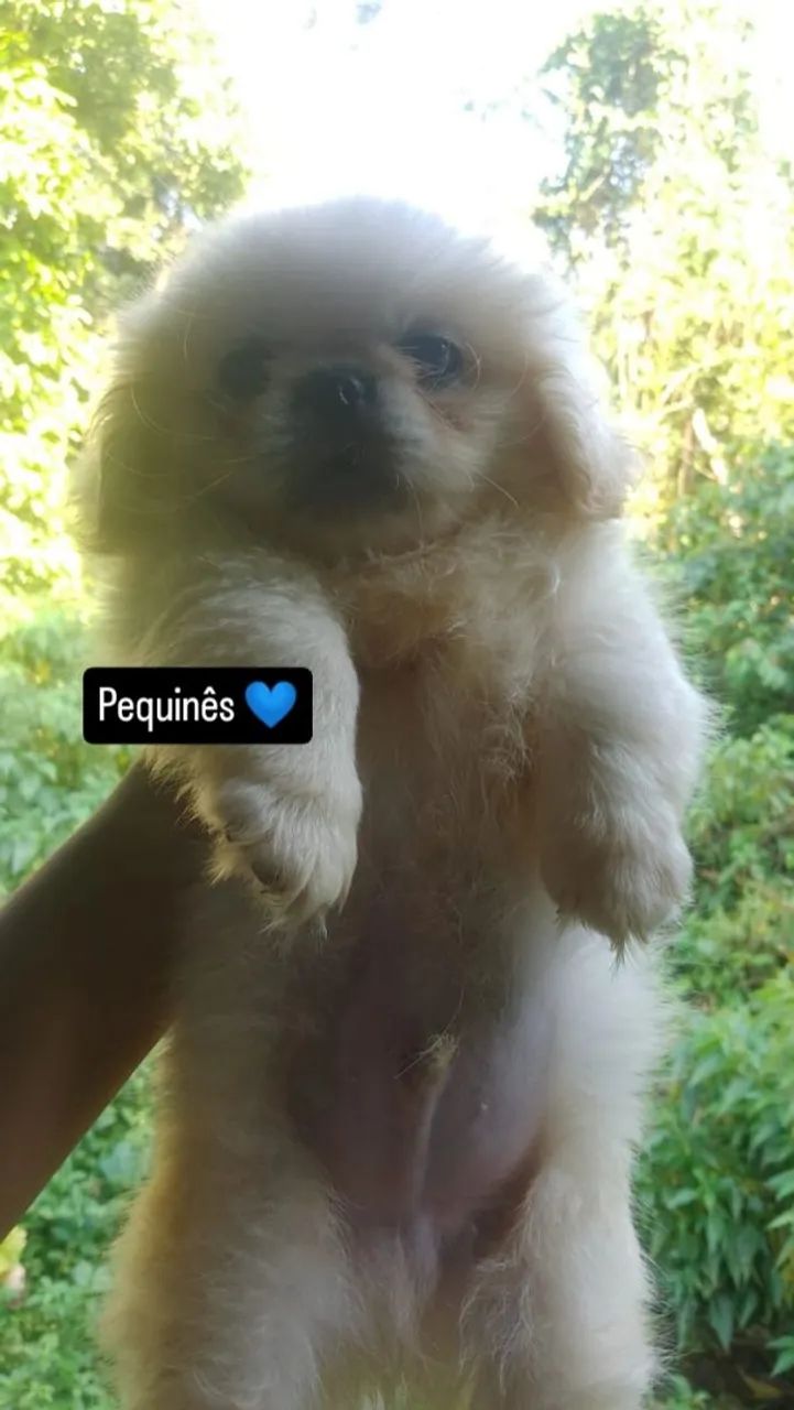 Pequinês filhotes ,( legítimos) - Foto 2