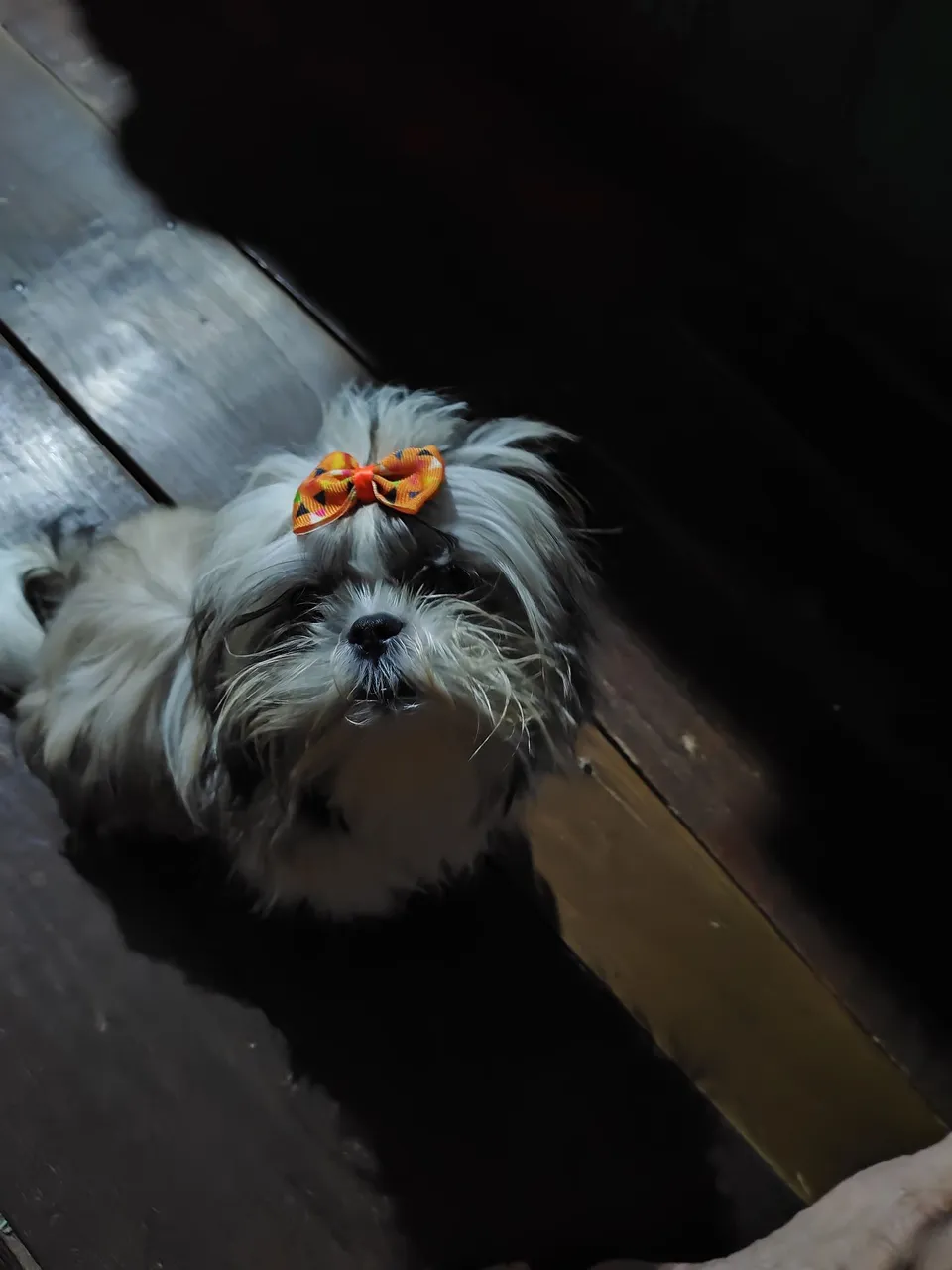Shih Tzu Adorável com Laço