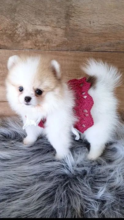 Fofa filhotinha de lulu da Pomerânea  mini