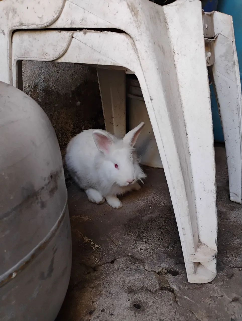 Coelhinho branco - Foto 3