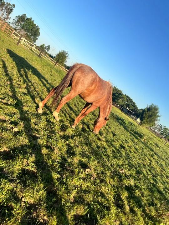 Egua para venda - Foto 4