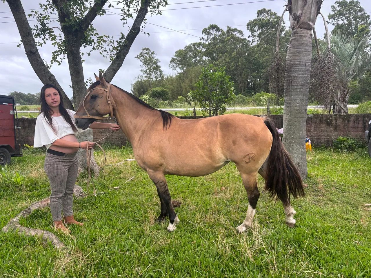 Vendo égua crioula  - Foto 4